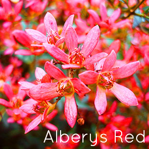 Photo of Alberys Red Christmas Bush